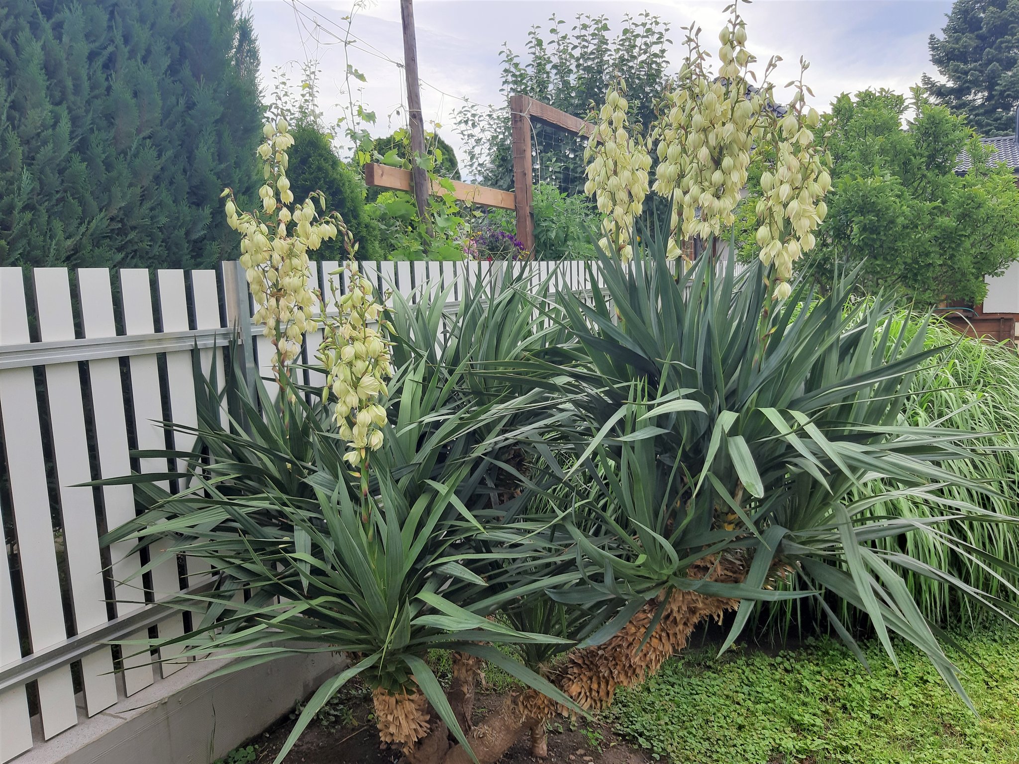 blühende Palmlilie winterharte Yucca in unserem Garten