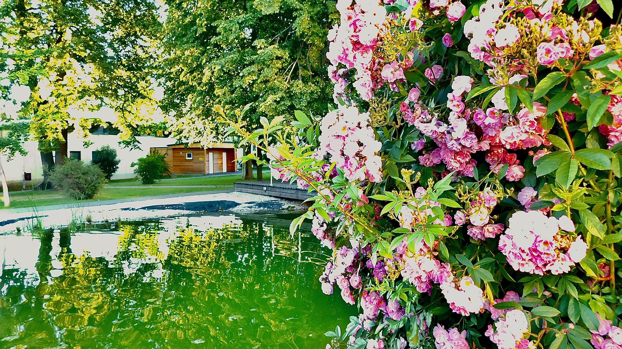 32+ Neu Angelegter Teich Grün, Ursachen für trübes wasser und