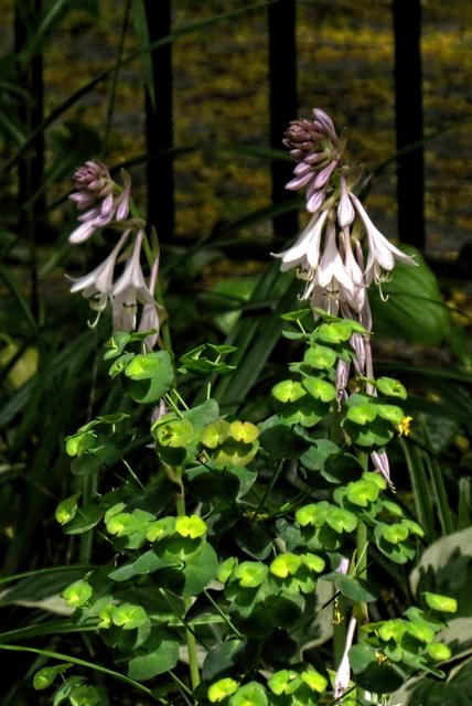 Funkien (Hosta) im Park