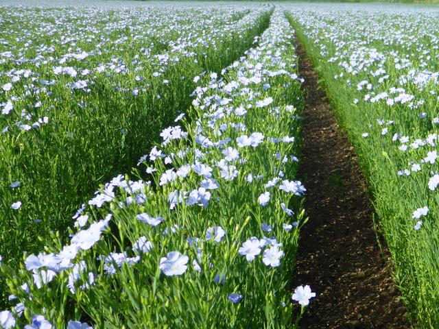 Leinsamenfeld in voller Blüte