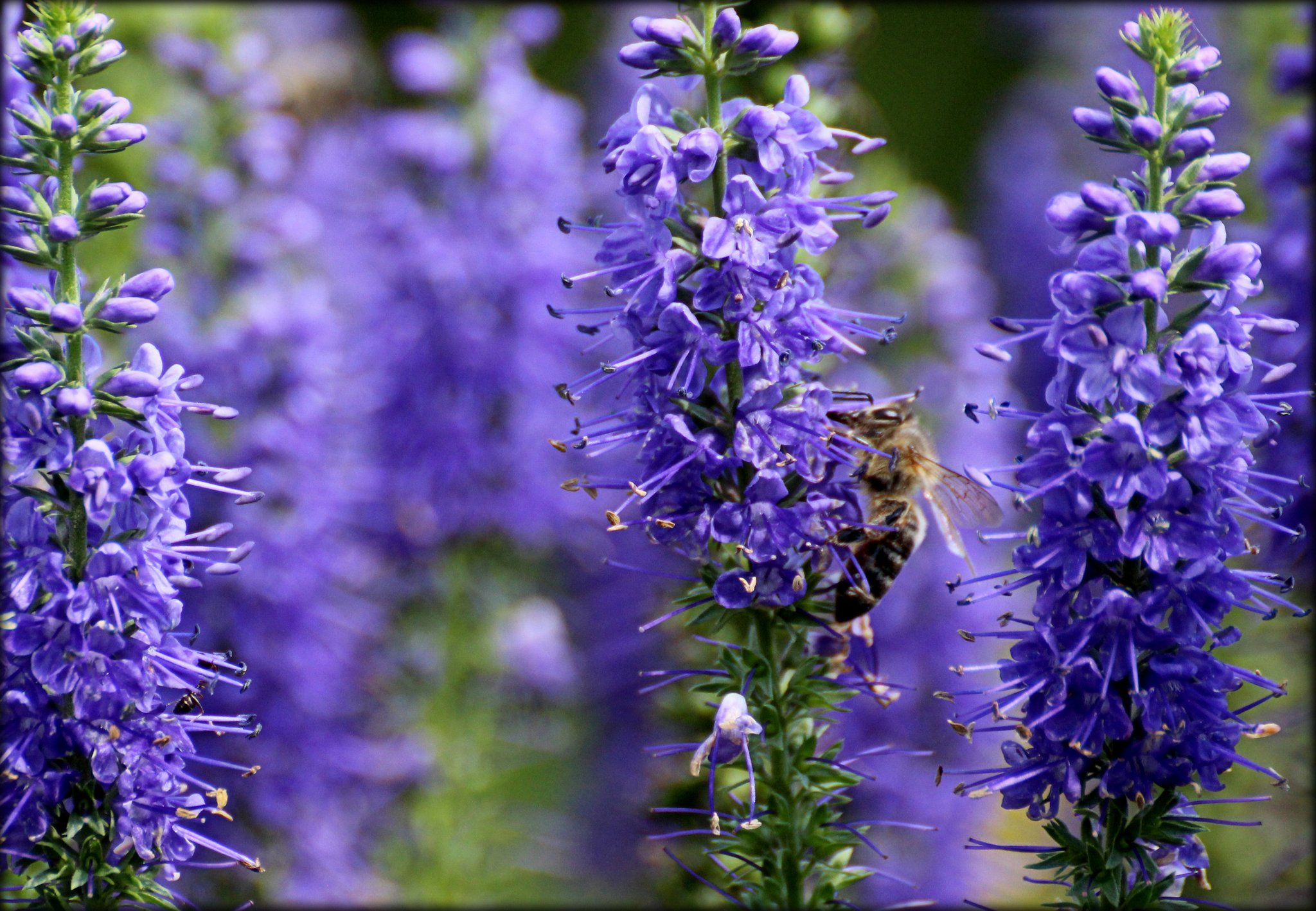 blaues Bienenparadies