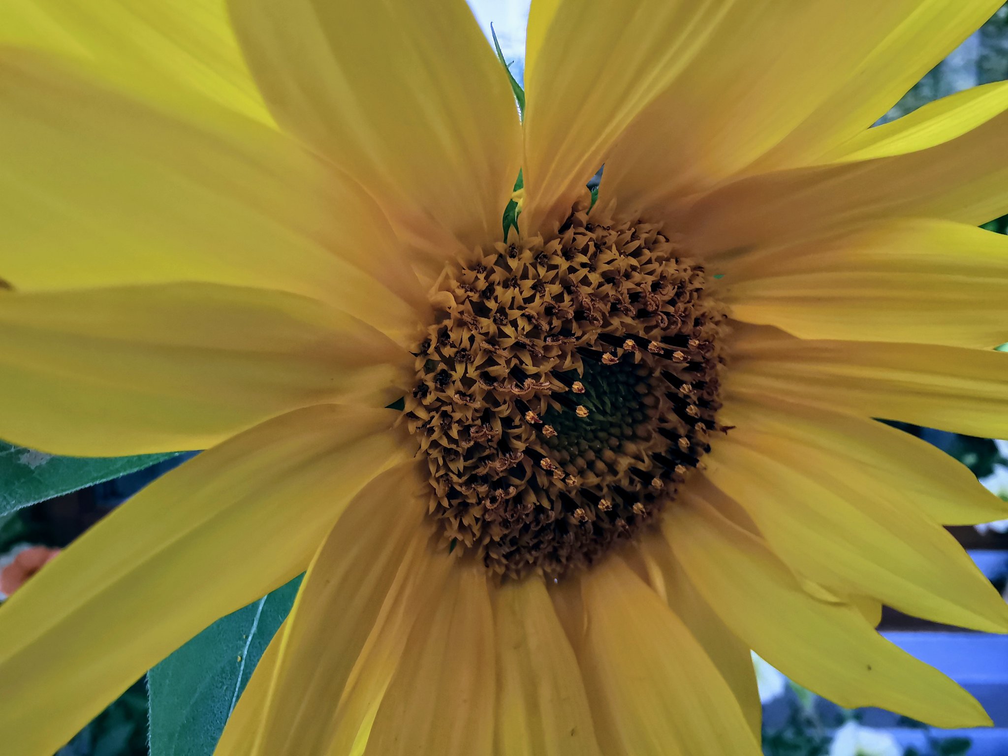 "Da geht die Sonne auf"