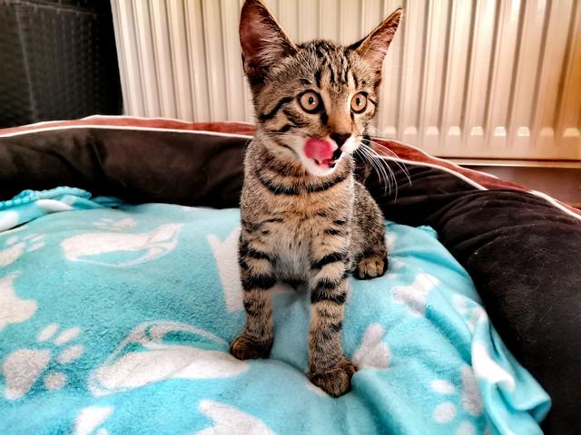 Tiger denkt wohl gerade an ein saftiges Thunfischsteak. Wem würde da nicht auch das Wasser im Mund zusammen laufen?