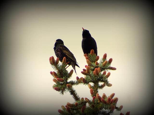 Sie sind zwar unbeliebt, abends stimmt dieses Pärchen aber ein zauberhaftes Duett an