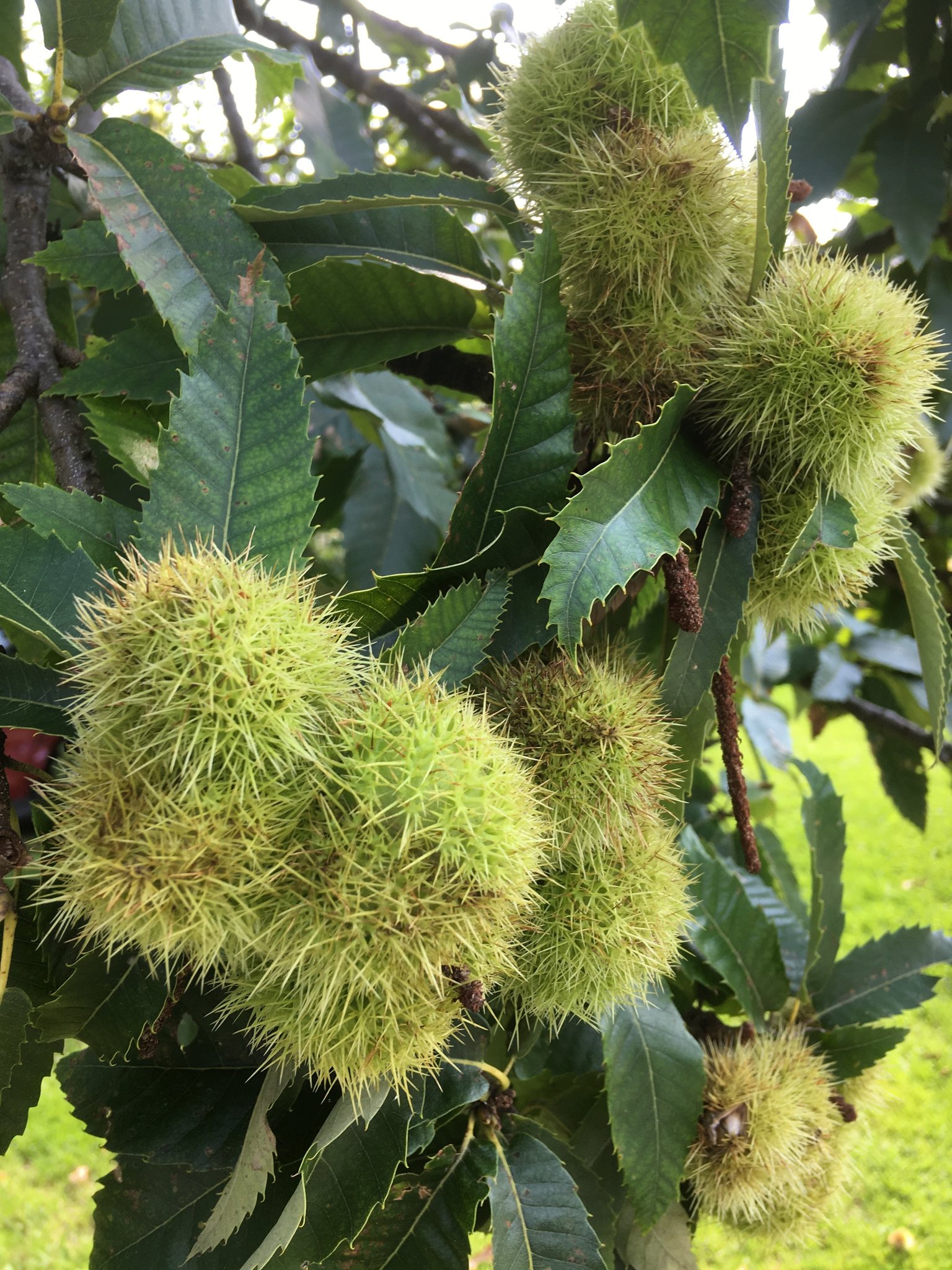 Maroni oder Kastanien