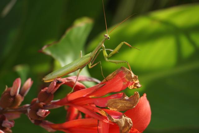 Gottesanbeterin gerade im Garten entdeckt