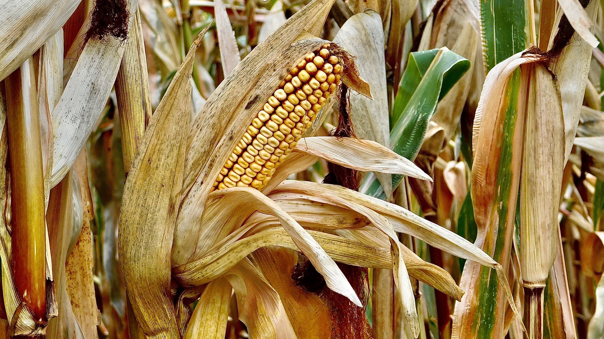 Der Kukuruz ist schon soweit