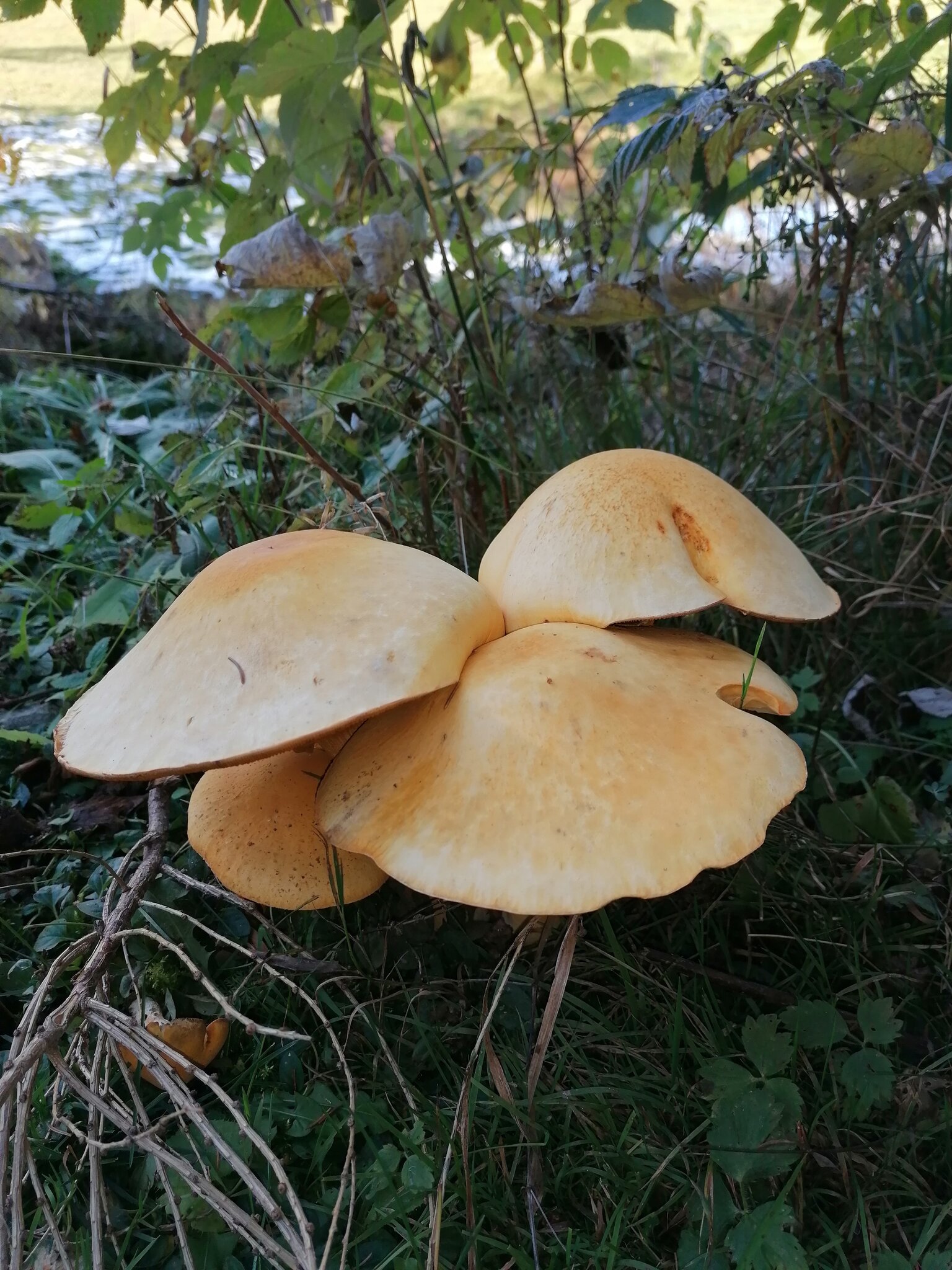 Herbstliche Schwammerl