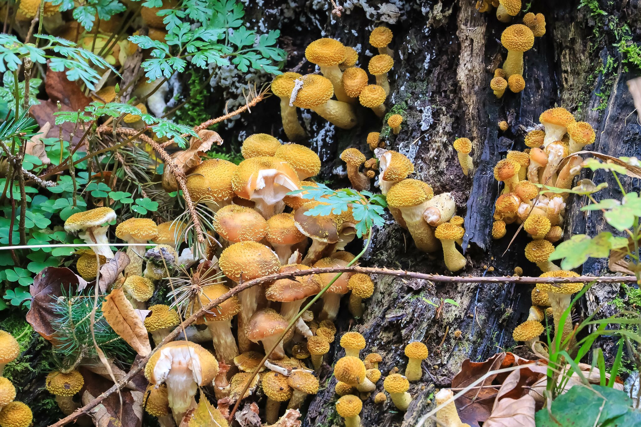 Wer macht die Knödel