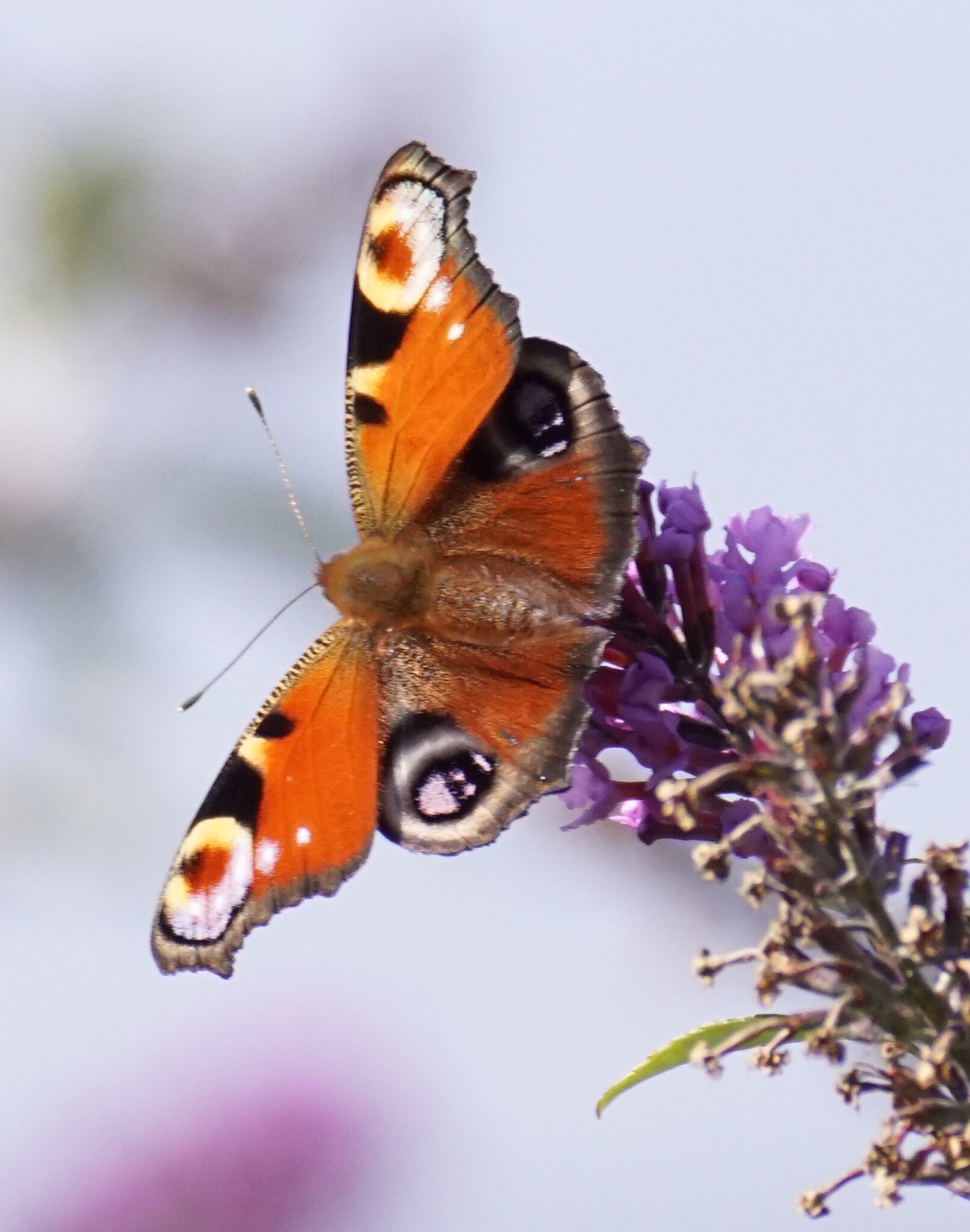 das ist ein schöner Schmetterling