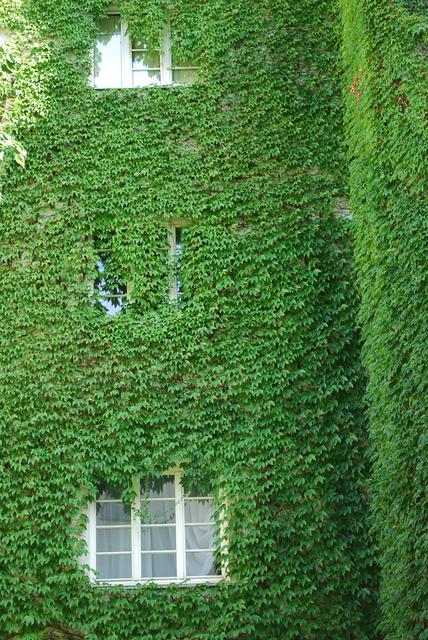 ein begrüntes Haus in Wien Heiligenstadt