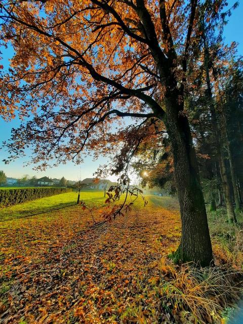 So bunt und schön kann der Herbst sein