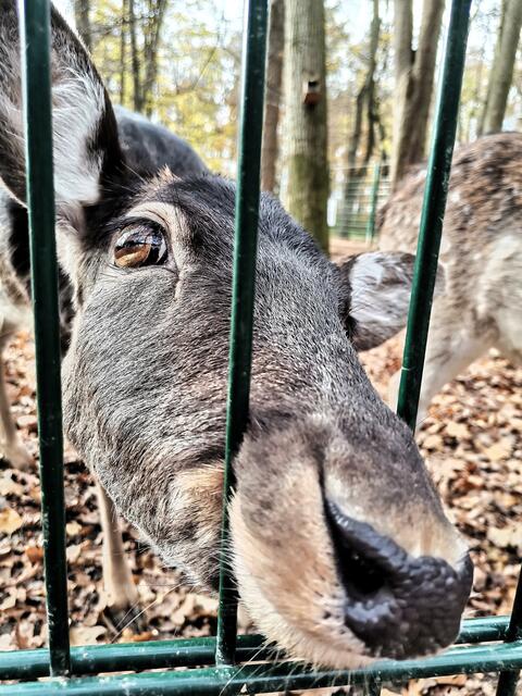 Neugierig beobachtet das Reh im Stadtwald die Besucher und schnuppert nach essbarem.