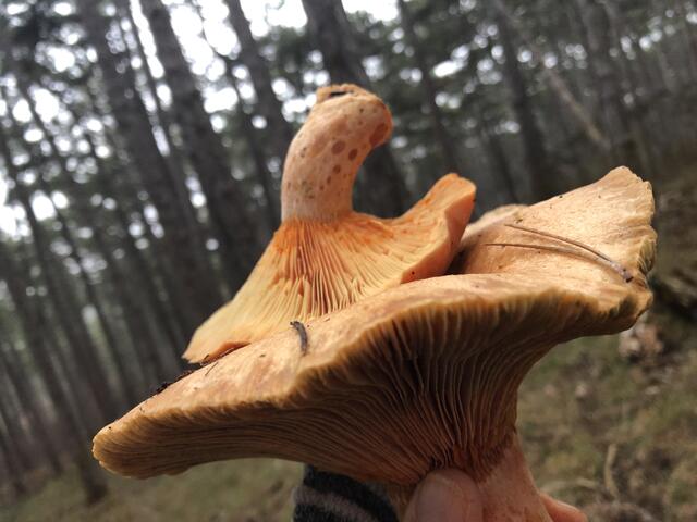 Schwammerlsucher haben heuer besonders viele Glücksmomente. Im Bild ein schmackhafter Lärchen-Reizker | Foto: Hermann