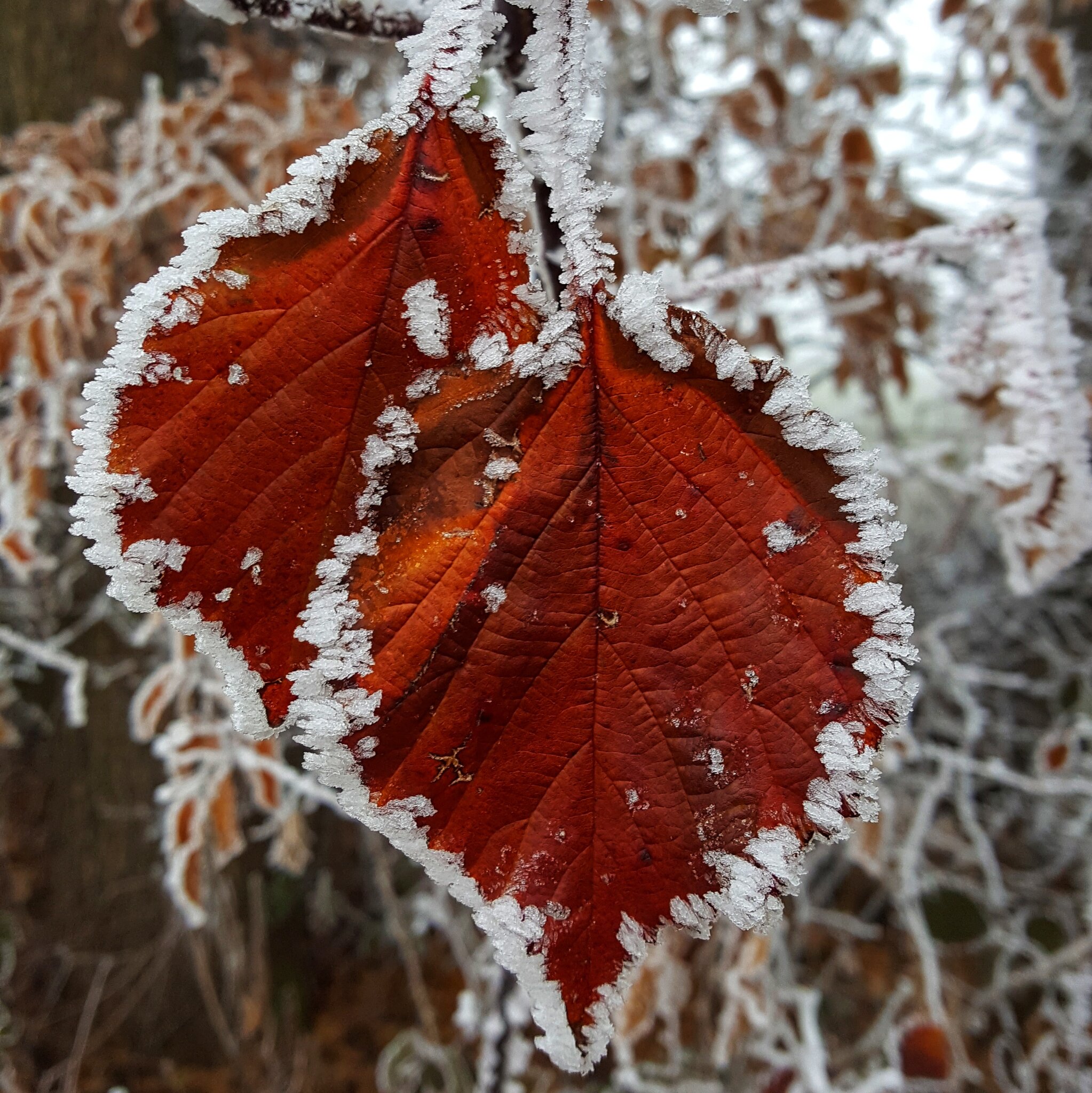 &quot;Raureif-Impressionen&quot;