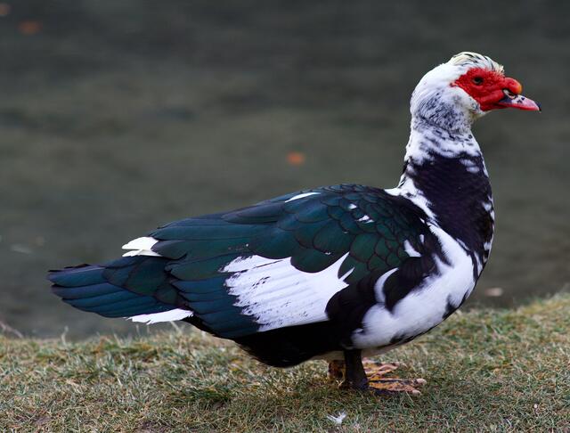 Auch diese Enten mit markanter Gesichts-Schnabelpartie tummeln sich beim Teich im Naturpark Sierningtal.