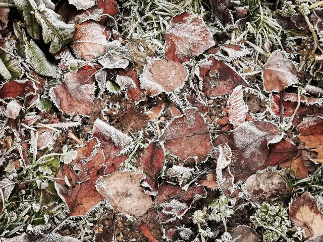 Raureif am 14. Jänner 2021 in Liesing.  | Foto: Lreis