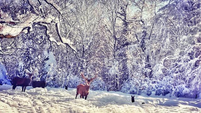 Die Tiere im Feldkircher Wildpark sind von den Schneemassen nicht wirklich erfreut. | Foto: Christian Marold