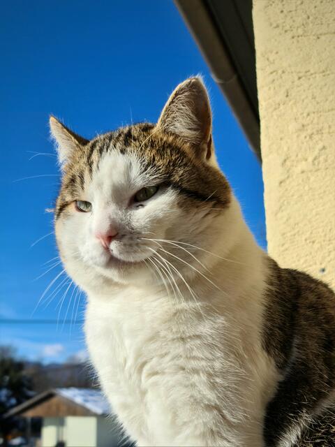 Sich sonnen im Winter? Natürlich! Mein Kater (Karlo) hat immer eine gute Idee. Wieso sollte man nicht die Sonne auf dem Balkon genießen können? | Foto: MR