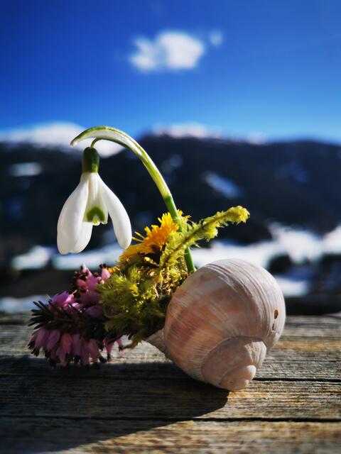 Erste Frühlingsboten beim Spaziergang in Trins gesammelt