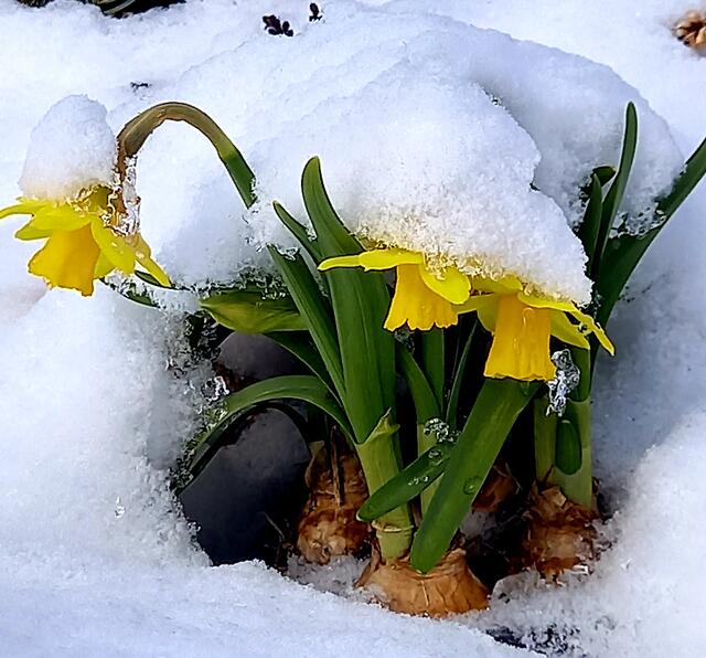 So siehts heute zum Frühlingsbeginn bei uns im Mühlviertel aus!