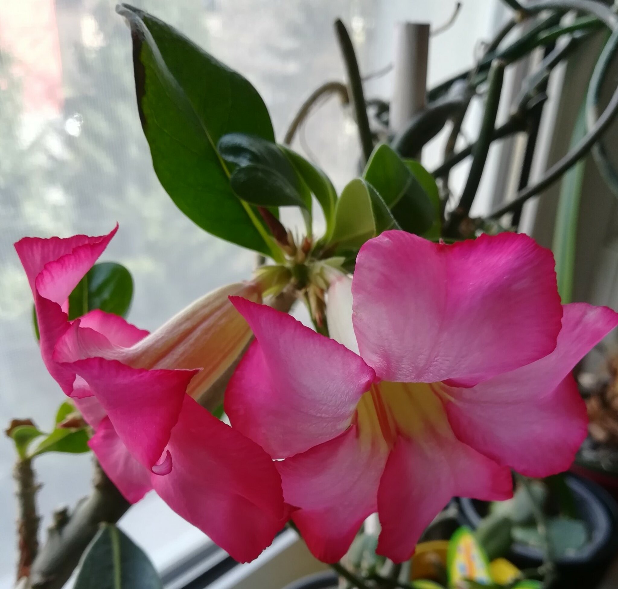 WüStenrose Pflanze Winterhart MehrjäHrig-6-mal J? Produktbild-Vorschau 7