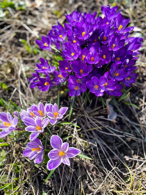 Wenn‘s im Garten so schön blüht