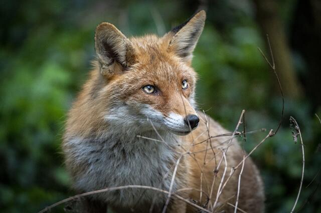 Wenn es ruhig wird im Schlosspark Schönbrunn zeigt er sich in voller Schönheit