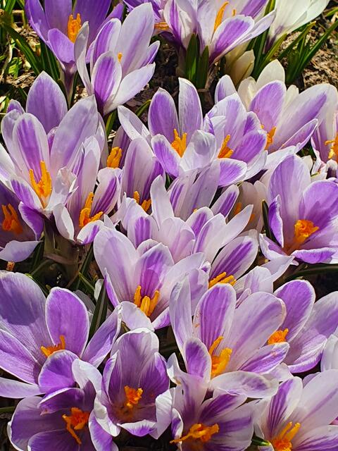 Krokosblüte