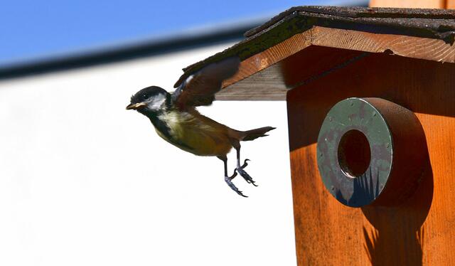 Junge Meise fliegt aus