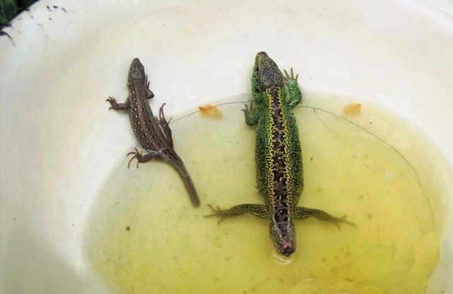 Im Nachbargarten baden eine männliche und eine junge weibliche Zaunechse in der Vogeltränke