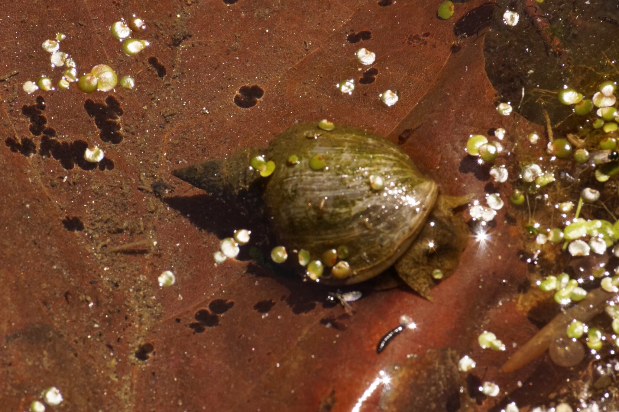 Können Schnecken Unter Wasser Atmen die schnecke im wasser