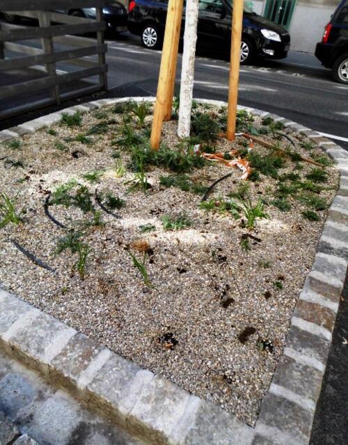 Welche Hundebesitzer:innen glauben , dass Hundekot und -urin das Pflanzenwachstum fördern? Die Kandlgasse ist bitte keine Hundezone :(