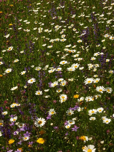 Auf der Blumenwiese hinterm Haus