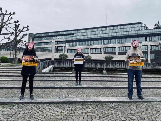 Österreichs Schweine leiden auf Vollspaltenböden aus Beton - und die ÖVP sieht zu!  | Foto: VGT