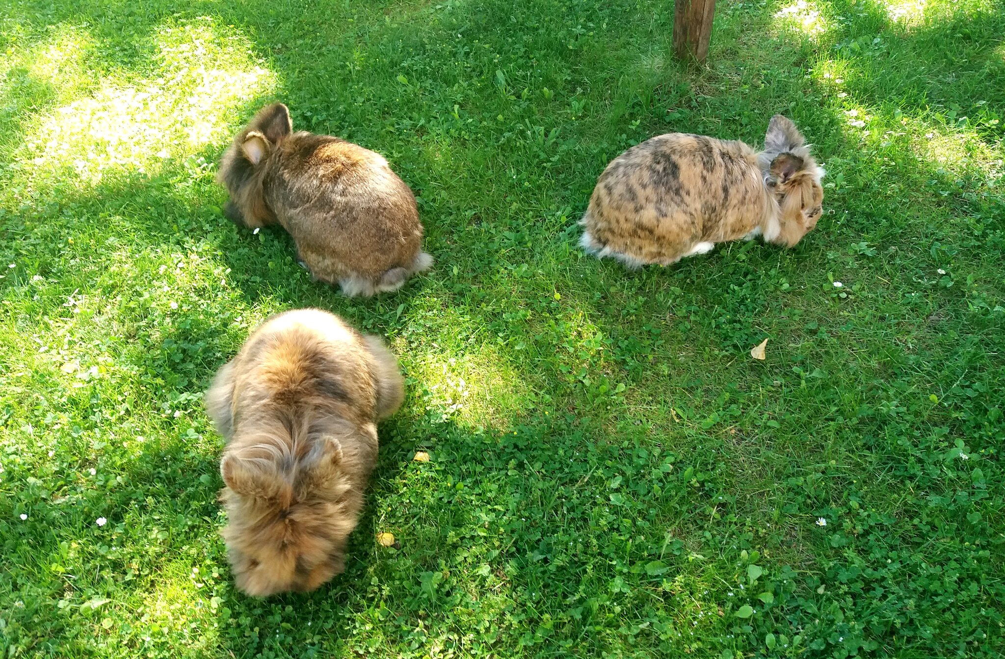 Glückliche Hasen auf grünem Rasen bei ihrer Lieblingsbeschäftigung!