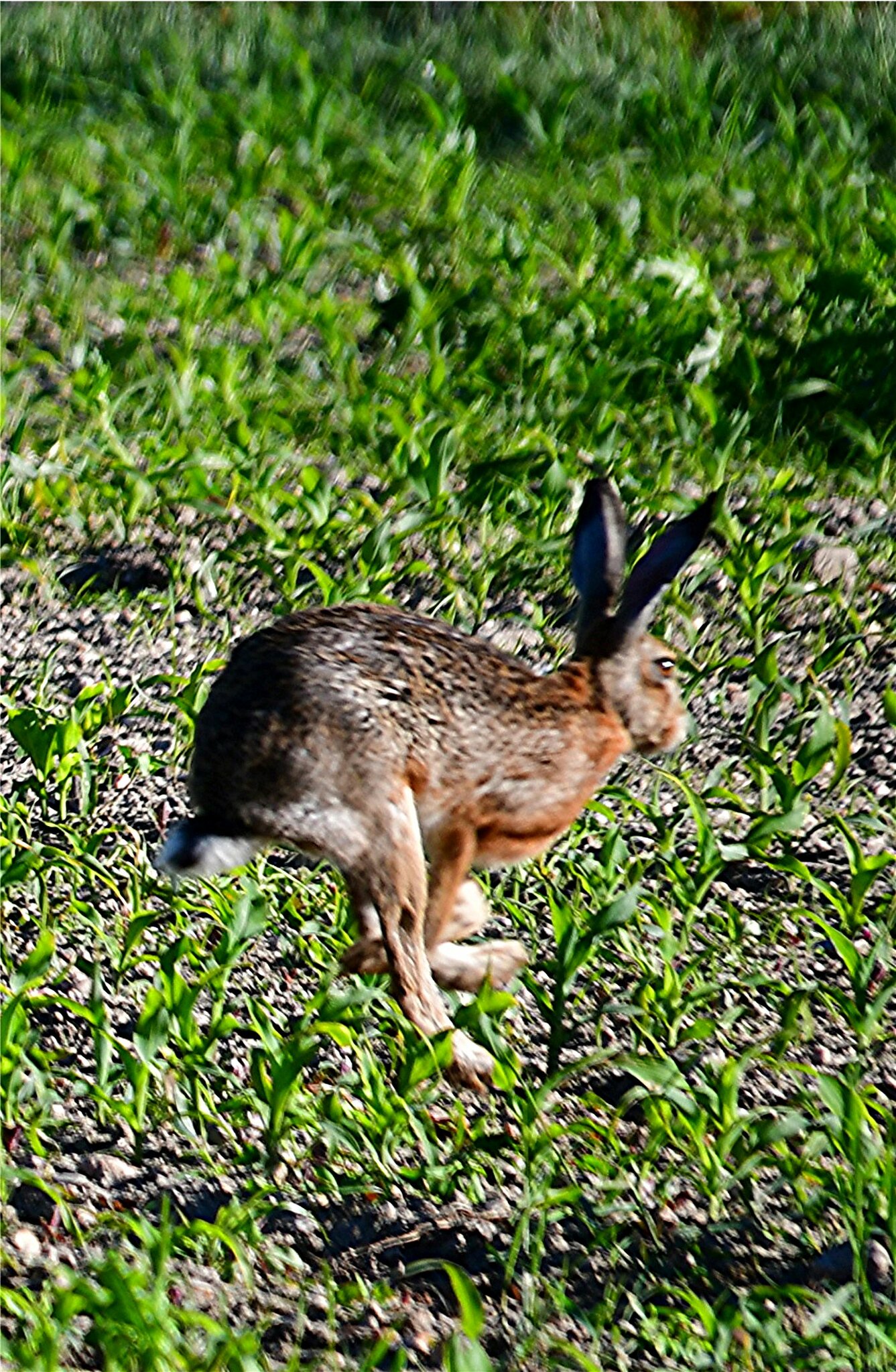 Der Hase und der Igel..! Der Hase und der Igel..!
