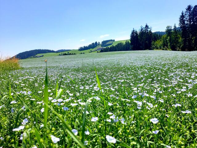 .....ein Lein- oder Flachsfeld im Mühlviertel!