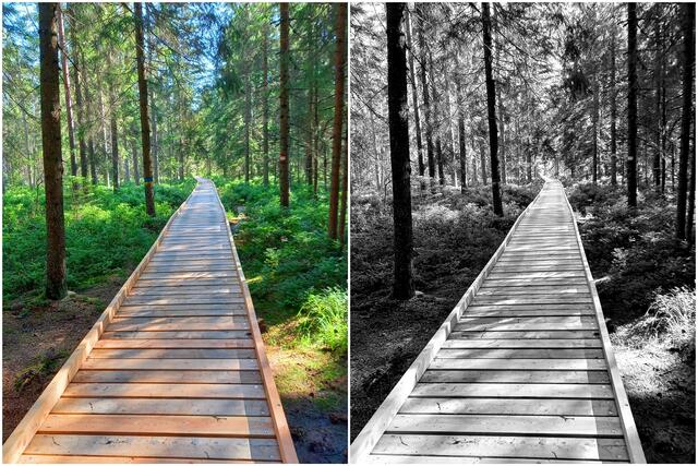 Holzsteg in der Bayrischen Au