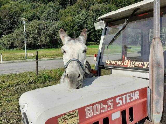 Der Esel Felix enspannt sich gemütlich auf der Motorhaube vom Traktor.  | Foto: Gerald Dreisiebner