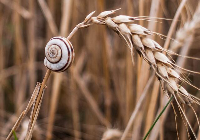 ...das Bild entstand im heurigen Sommer...
