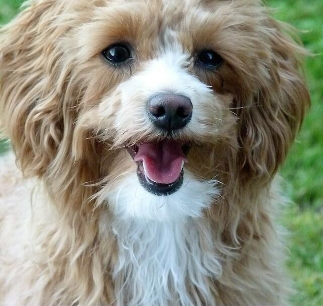 Sissy Kraft, eine hübsche "Maltipoo"-Dame aus dem Bezirk Perg.