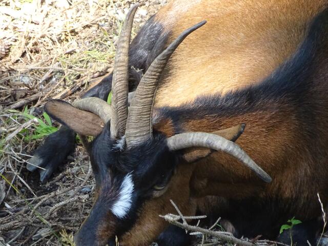 Die Vierhornziege ist eine Mutante der Hausziege (Capra aegagrus hircus) mit vier statt zwei Hörnern, die erstmals in den österreichischen Alpen auftrat. Die Vierhornigkeit wird dominant und unabhängig von der Färbung vererbt.Daher wurden zahlreiche Rassen von Hausziegen eingekreuzt, wobei Tauernschecken, Pfauenziegen und Pinzgauer Strahlenziegen beteiligt waren. Obwohl die Vierhornziege noch nicht als eigene Rasse anerkannt ist, wird sie im Rahmen von Erhaltungs- und Genressourcen-Studien wie andere gefährdete Haustierrassen beobachtet. Der Handlungsbedarf zu ihrer Erhaltung wird als akut eingestuft!