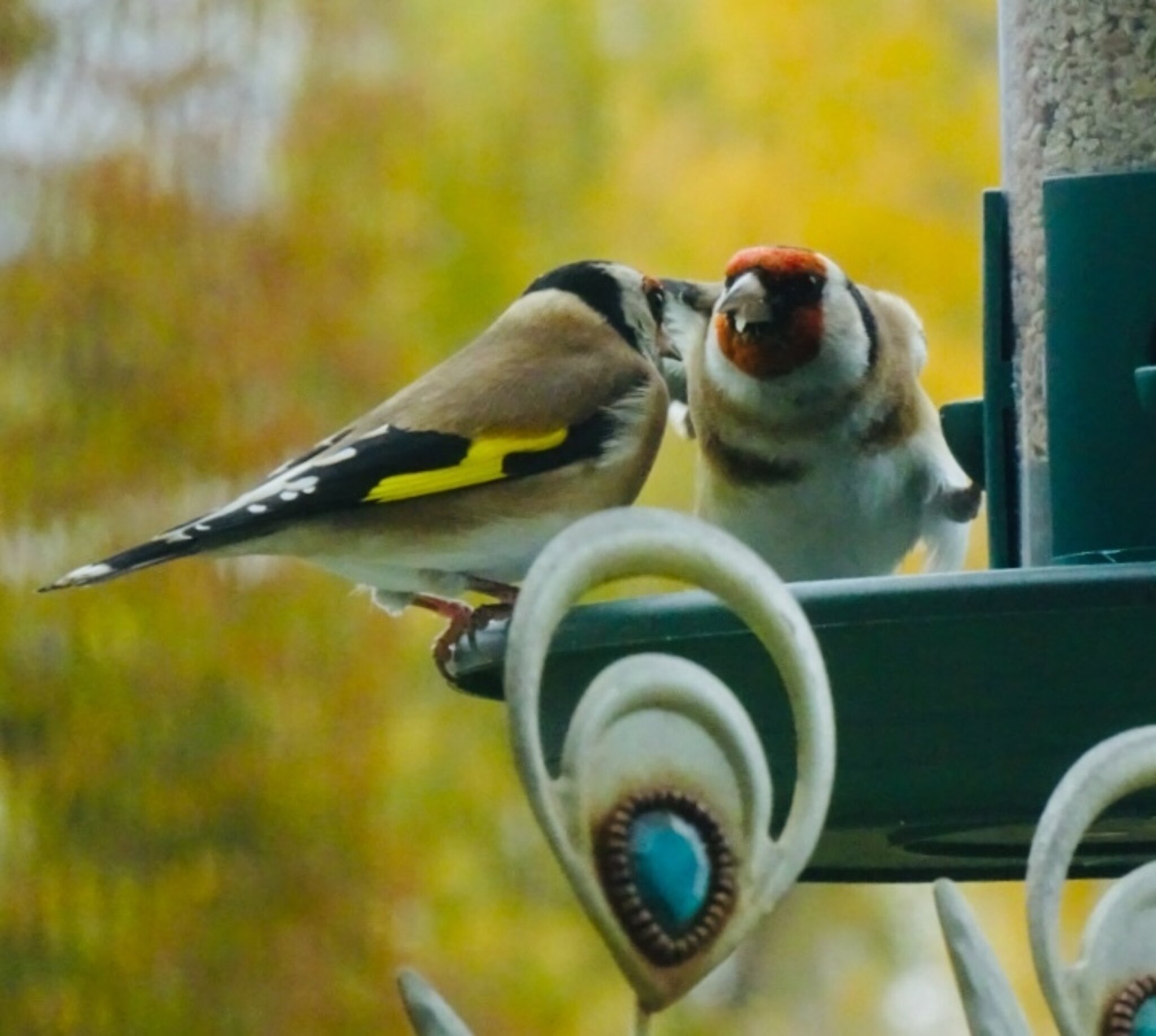 Stieglitze beim Futtersilo am Balkon!