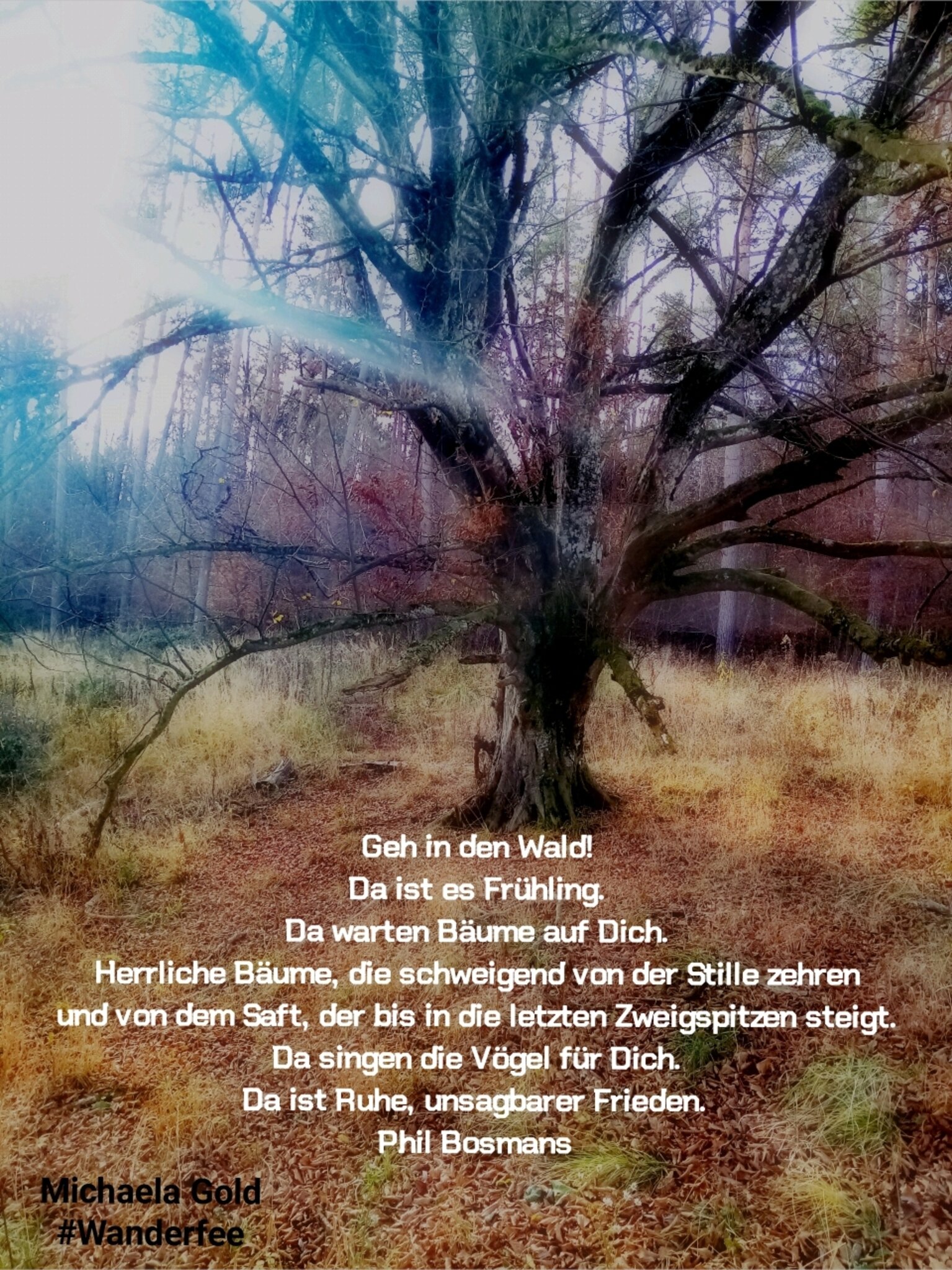 Geh in den Wald! Da ist es Frühling. Da warten Bäume auf Dich. Herrliche Bäume, die schweigend