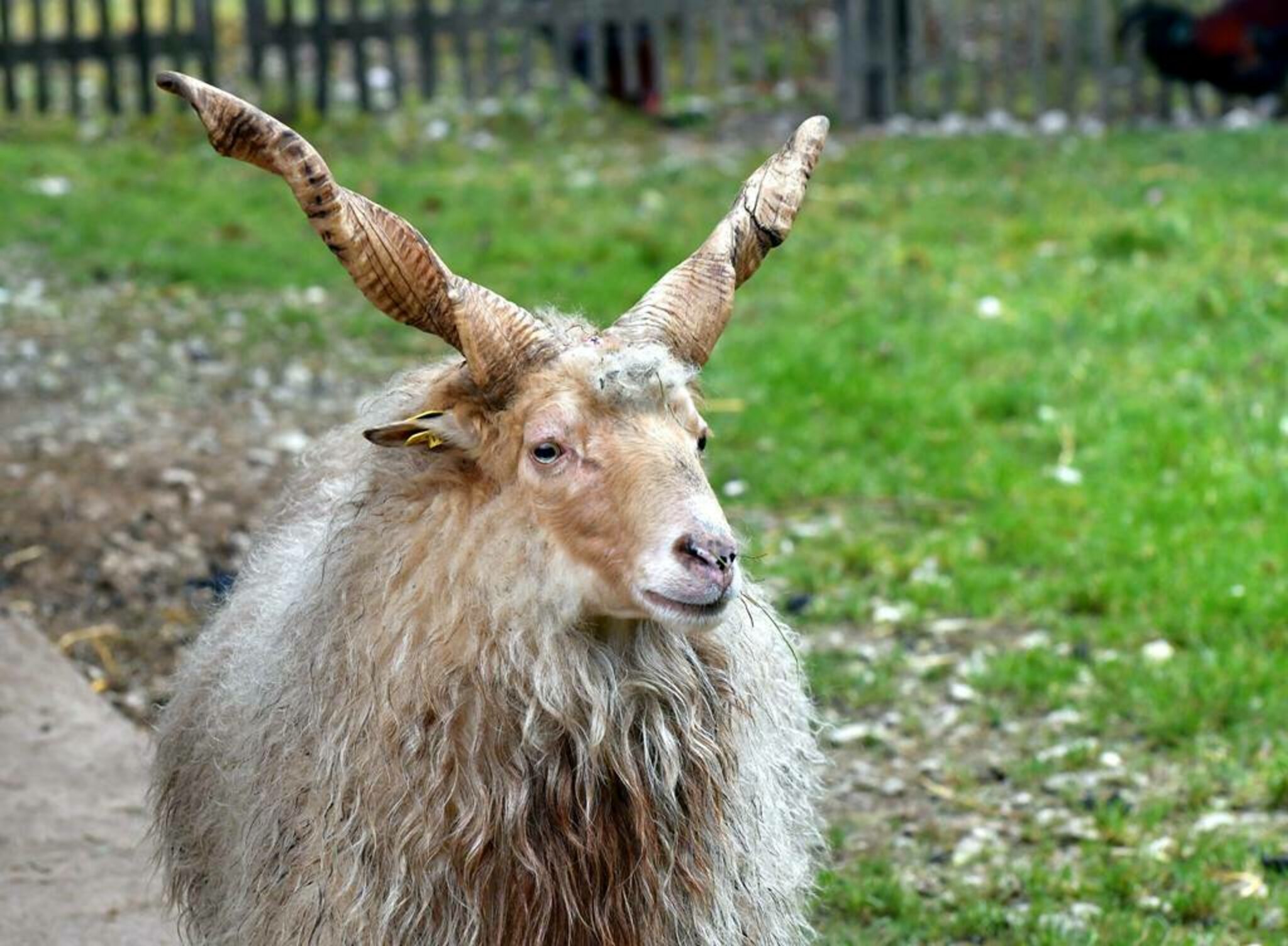 ungarisches Zackelschaf