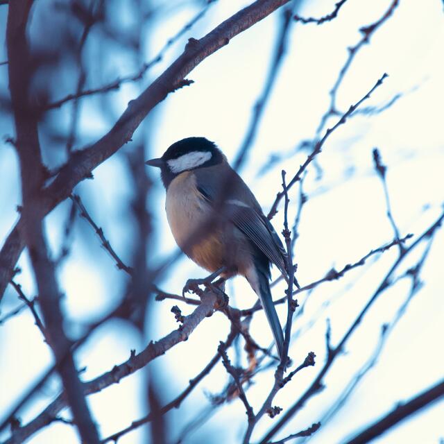Wenn man in Quarantäne ist, erfreut einen der Anblick der gefiederten Freunde vom Fenster aus besonders.