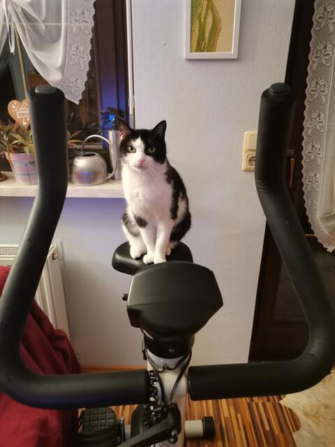 Fit mach mit, rauf auf den Hometrainer denkt sich Kater Blacky.