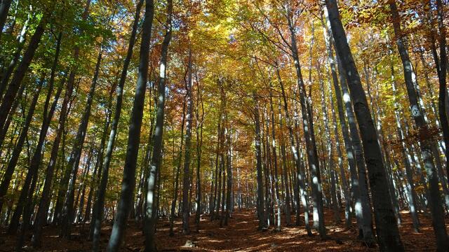Maler Herbst unterwegs im Bezirk Baden! ... 😍😉💕 ... | Foto: © Silvia Plischek