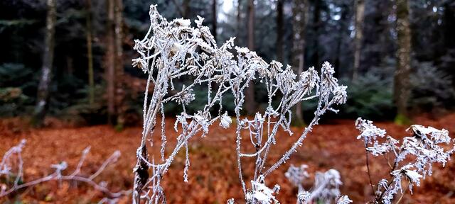 Nebel und Frost erzeugen filigrane Gebilde
